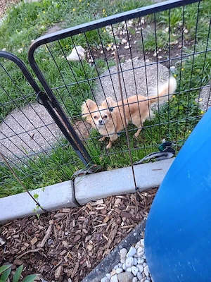 Chihuahua 