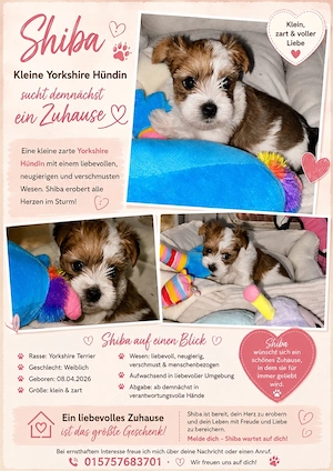 Yorkshire Terrier Welpen suchen Herzensmenschen