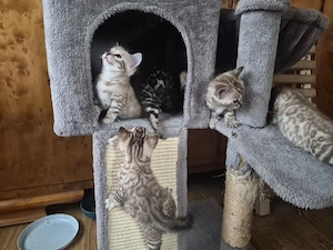 Reinrassige Bengal Kitten 