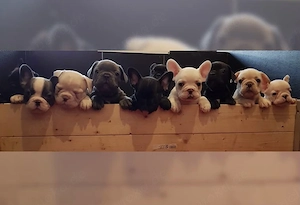 Exklusive Französische Bulldoggen Welpen Mit Papieren  & seltene Farben Bild 9
