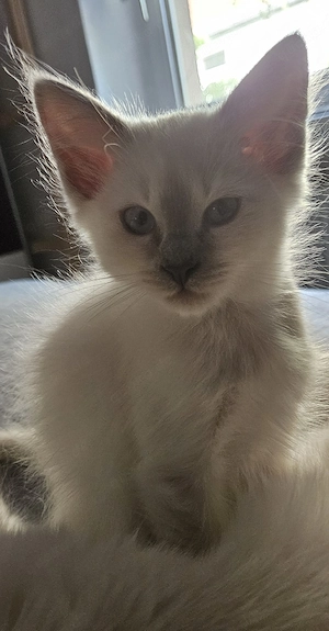 Heilige Birma kater