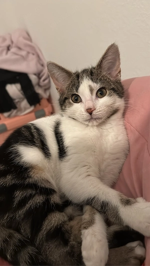 kater europäisch kurzhaar Bild 2
