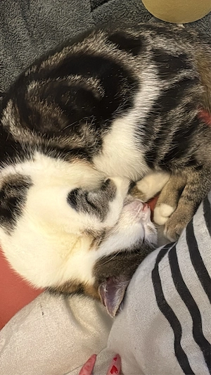 kater europäisch kurzhaar Bild 4