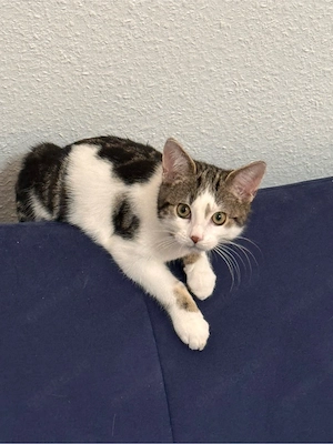 kater europäisch kurzhaar