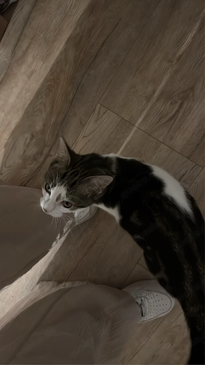 kater europäisch kurzhaar Bild 3