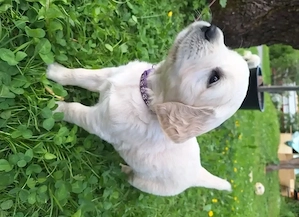 Golden Retriever Welpen
