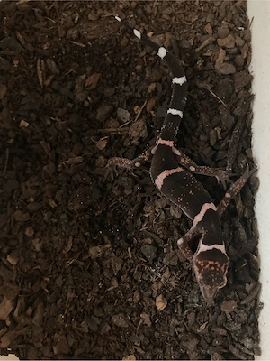 Goniurosaurus splendens