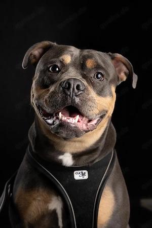 old english bulldogge