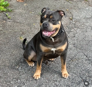 old english bulldogge reinrassig 