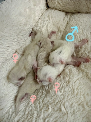 Reinrassige Perser-Kitten abzugeben   