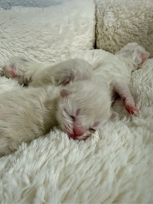 Reinrassige Perser-Kitten abzugeben   