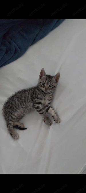 Bkh mischling kitten, Männlich