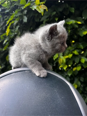 Britisch Kurzhaar (BKH) Kitten abzugeben 