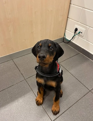 Wunderschöner, 11 Wochen alter Dobermannwelpe sucht liebevolles Zuhause