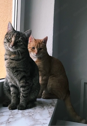 Ruhiges Zuhause gesucht