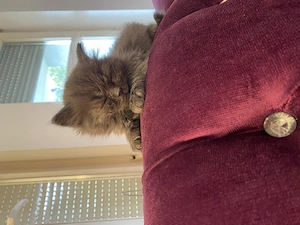 Britisch Langhaar, Babykatze