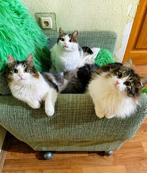 Mama mit 2 Töchtern suchen ihr Glück.
