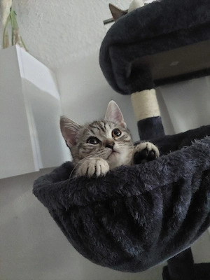 Bkh kitten, weiblich