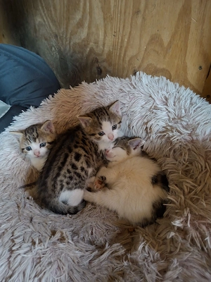 süße Katzenbabys 