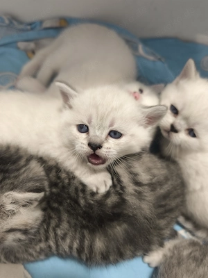 Britisch Kurzhaar Kitten 