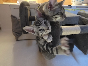 3 Katzenkinder suchen ein Zuhause 
