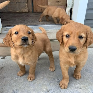 Wunderschöne Golden Retriever Welpen zur Reservierung verfügbar