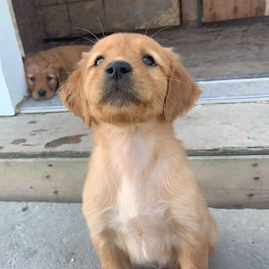Wunderschöne Golden Retriever Welpen in einer Woche bereit