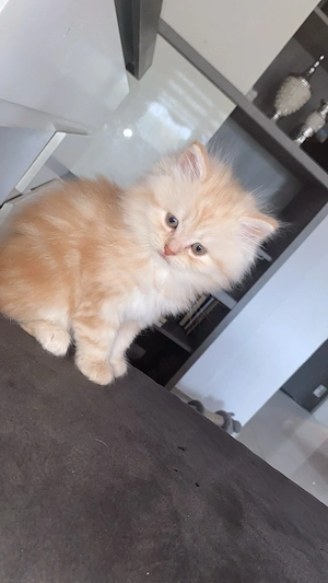 Bkh mix Kitten 