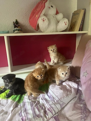 Bkh mix Kitten 