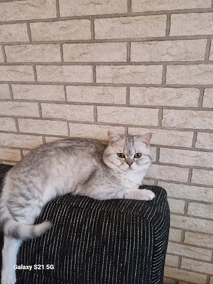 britisch kurzhaar kater Bild 2
