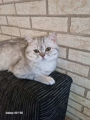 britisch kurzhaar kater Bild 3