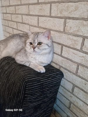 britisch kurzhaar kater