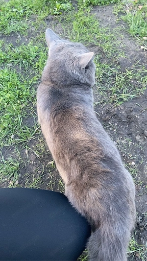 BKH Kater 