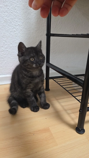Hauskatzen zu verkaufen