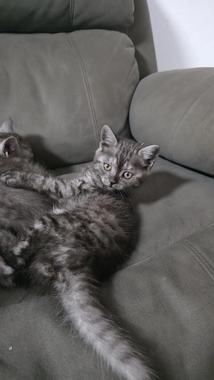 Hauskatzen zu verkaufen