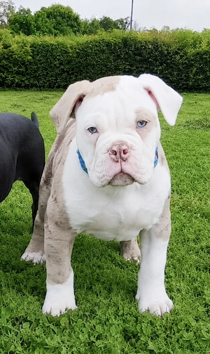 Bezaubernder NEW ENGLISH BULLDOG WELPE (Familienhund) sucht Traumplatz !!!
