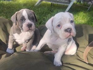 Eng. Alternativ Bulldoggen OEB  old english Bulldog Welpen 