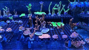 Korallenableger aus unserem Aquarium zu verkaufen 