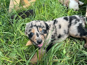Altdeutsche Hütehundwelpen, Familienhund, Hofhund