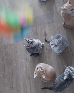 Bkh kitten, katzen, babys, Haustiere, kitten,