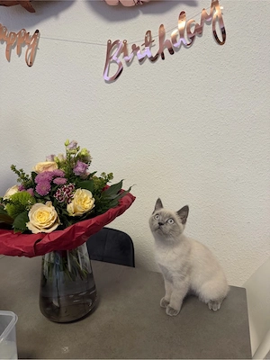 BKH katze blue point 4 monate alt