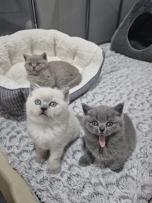 BKH Kitten 
