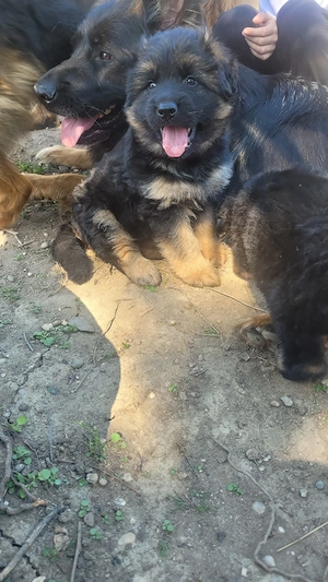 Deutsche Schäferhunde Welpen langhaare 