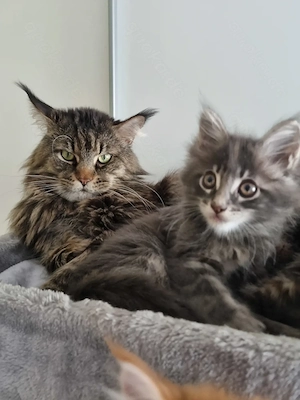 XXL Maine Coon Kitten Reinrassig