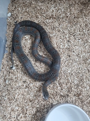 Lampropeltis Mexicana Mexicana Granit 0.1.