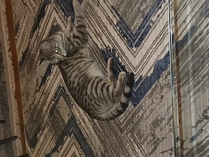 Katze zum abgeben