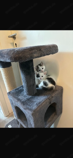 Kater und Kätzchen 