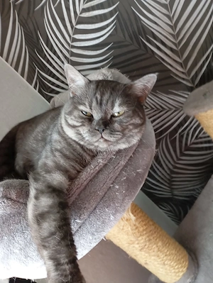 Bkh Kater in schöner Farbe, lieb u. verschmust 