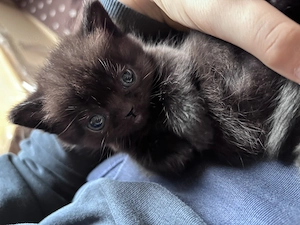Wunderschönes BKH Kitten sucht ein liebevolles Zuhause 