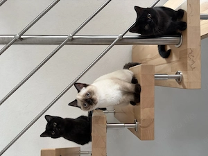 Wunderschönes BKH Kätzchen sucht ein liebevolles Zuhause  Bild 9